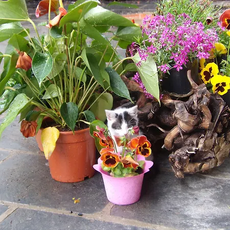 Bed & Breakfast B&B Rocca Di Bajedo 3*